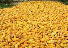corn after harvest